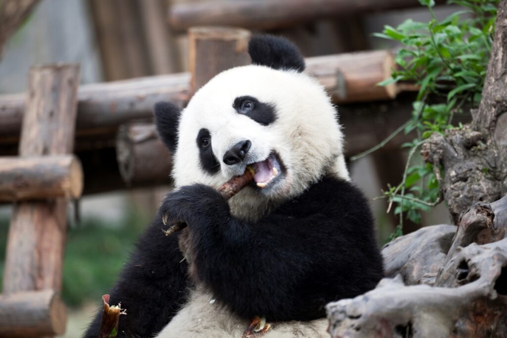 itinéraire chengdu 3 jours