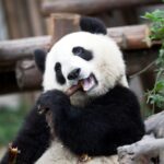 itinéraire chengdu 3 jours