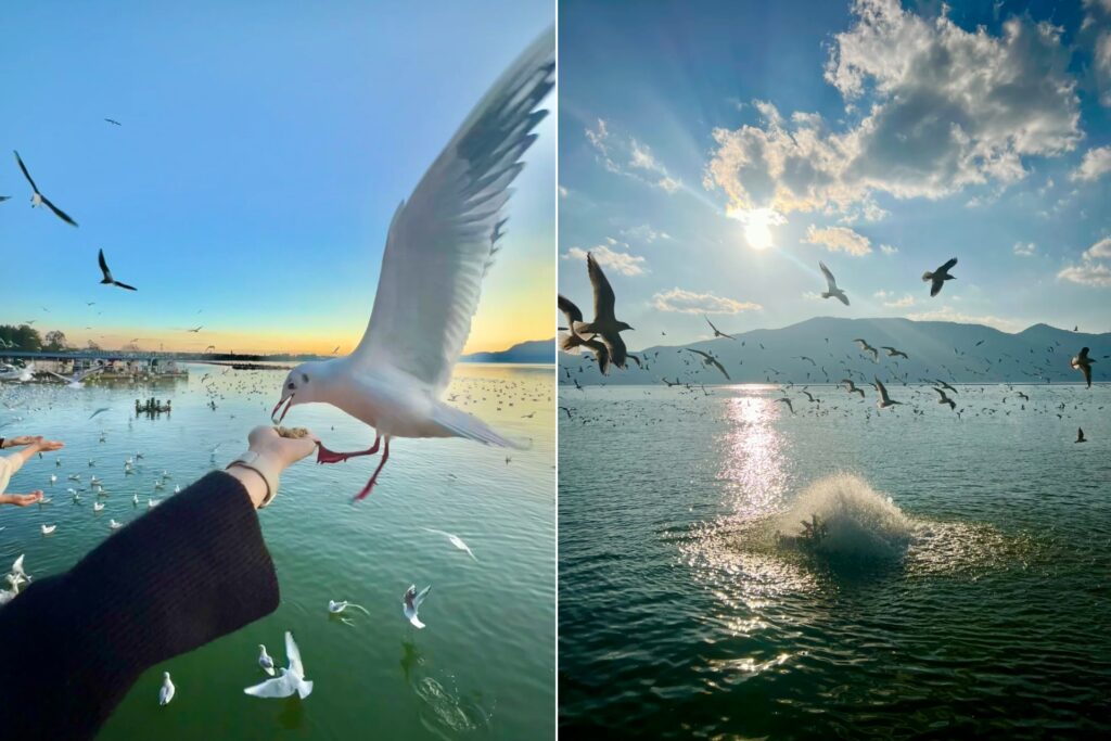 Forêt de cyprès immergés – Haihong Wetland (海洪湿地)