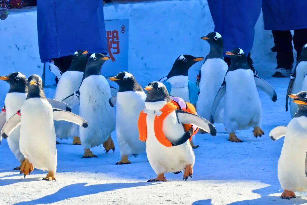 Parade des pingouins 淘学企鹅 au Harbin Polarland – Activité populaire en hiver