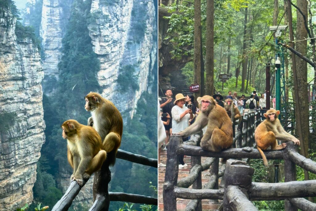 Singe sauvage sur le sentier Jinbianxi 金鞭溪 dans le Parc National de Zhangjiajie