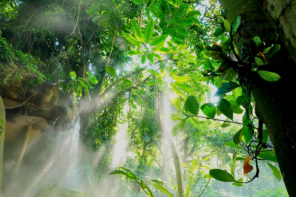 Forêt tropicale du jardin botanique de Xiamen 厦门园林植物园 avec brume et végétation luxuriante
