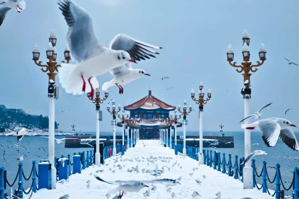 Mouettes volant au-dessus de la jetée de Qingdao 青岛 et des voiliers près d’奥帆中心 Àofān Zhōngxīn