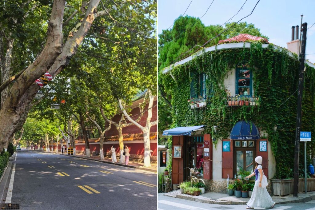 Ruelles de Qingdao : avenue ombragée bordée de platanes et façade d’un café recouverte de lierre dans le quartier de Daxue Road et Longjiang Road